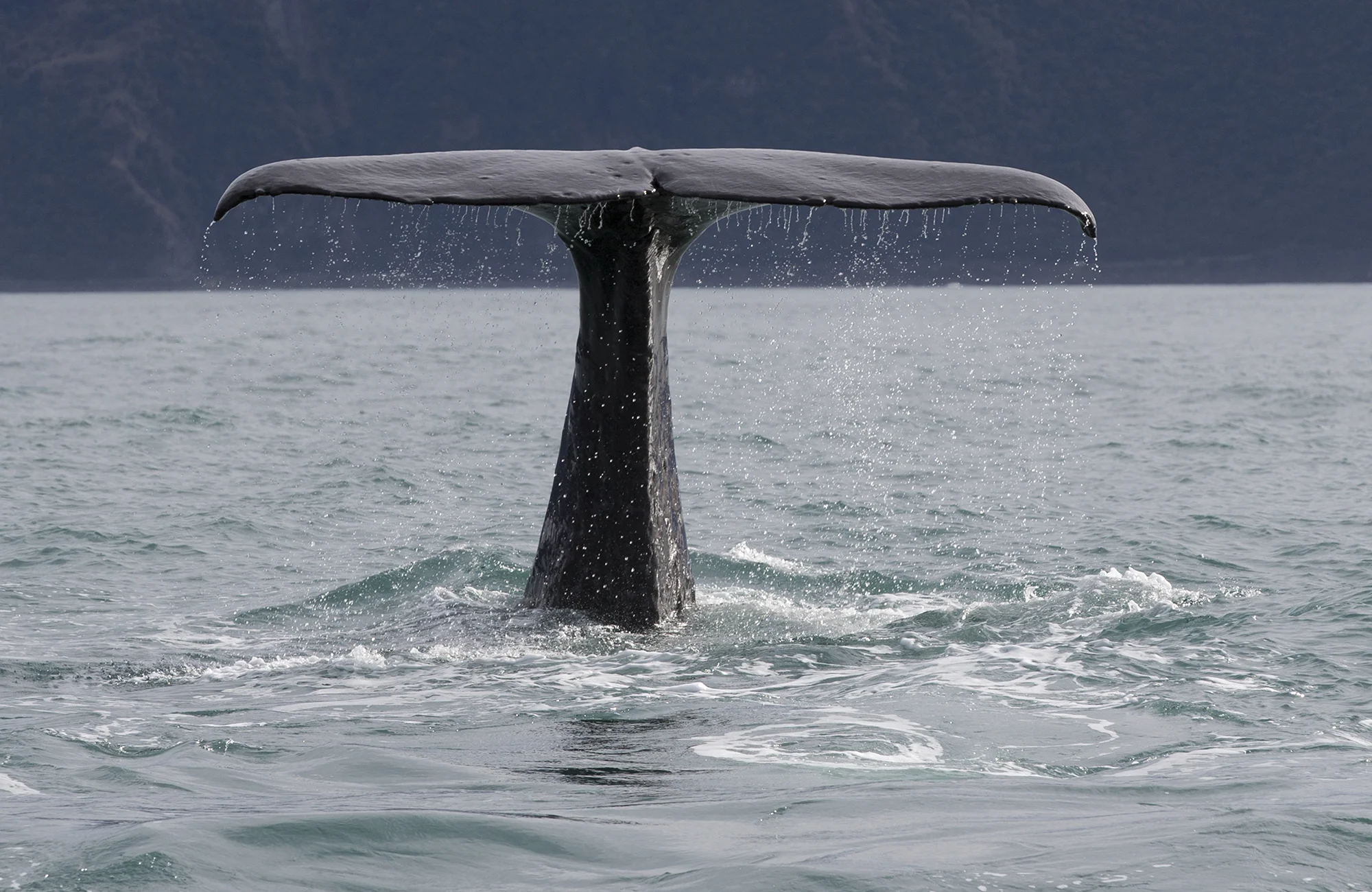 Sperm whale dive series 5 SW005