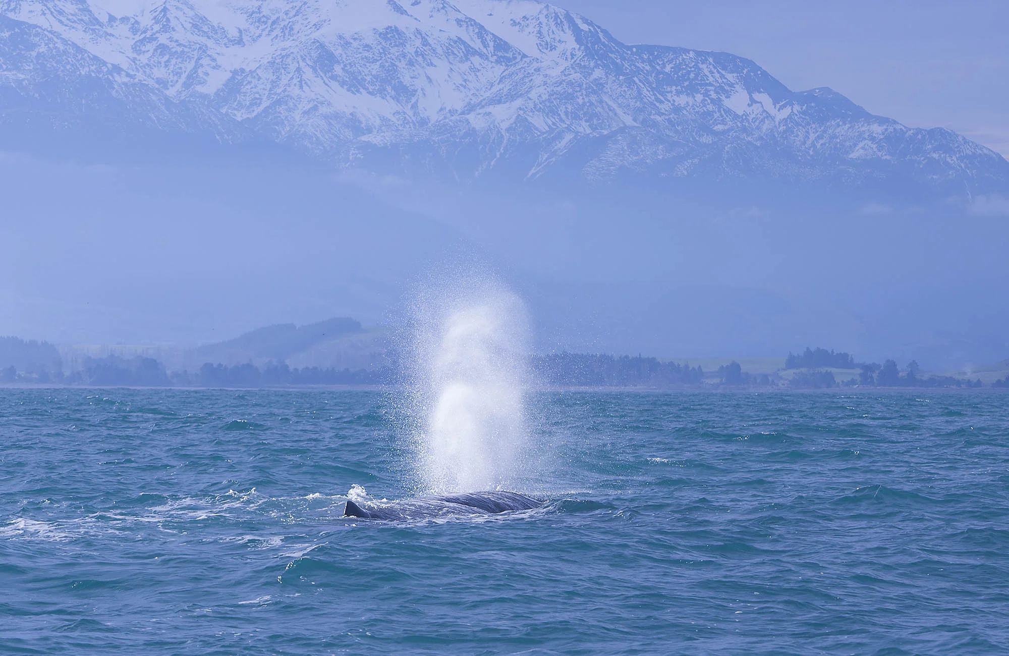 Sperm whale blow SW008