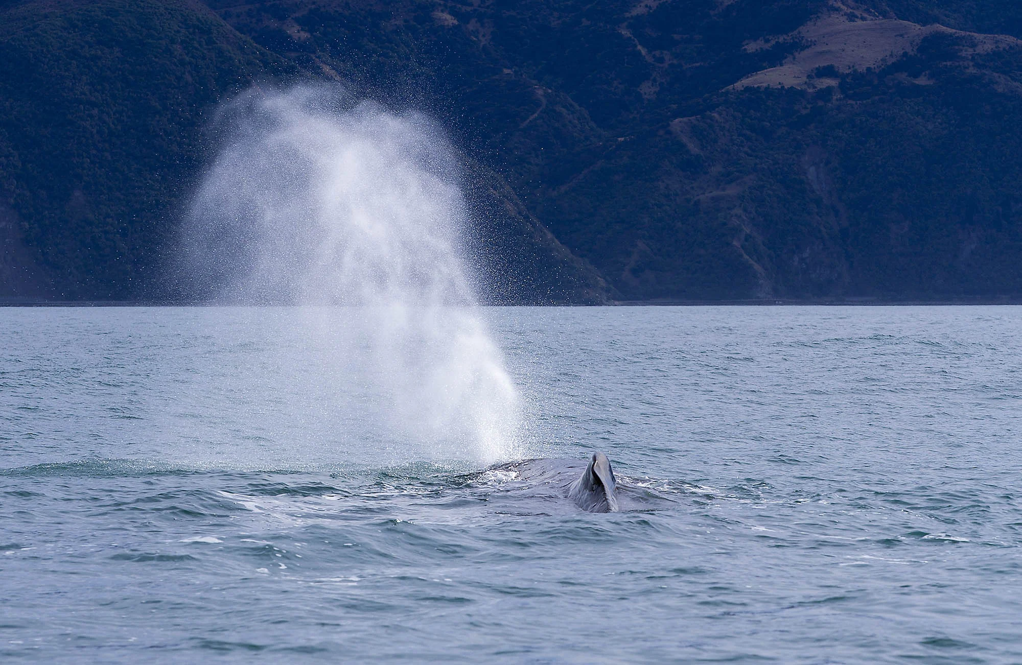 Sperm whale blow and dorsal SW009