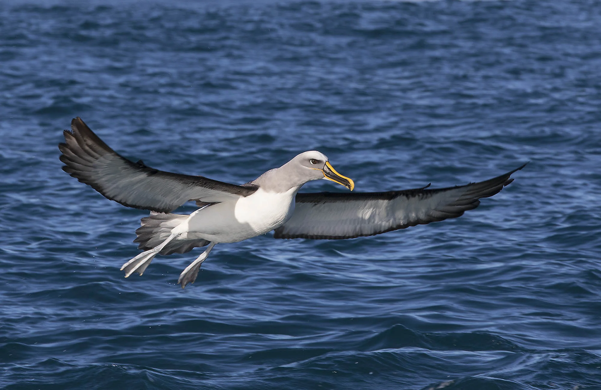 Bullers Albatross coming into land ALB014