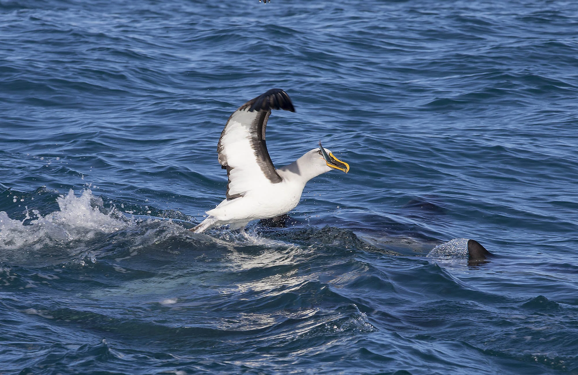 Bullers feeding on smelt ALB015