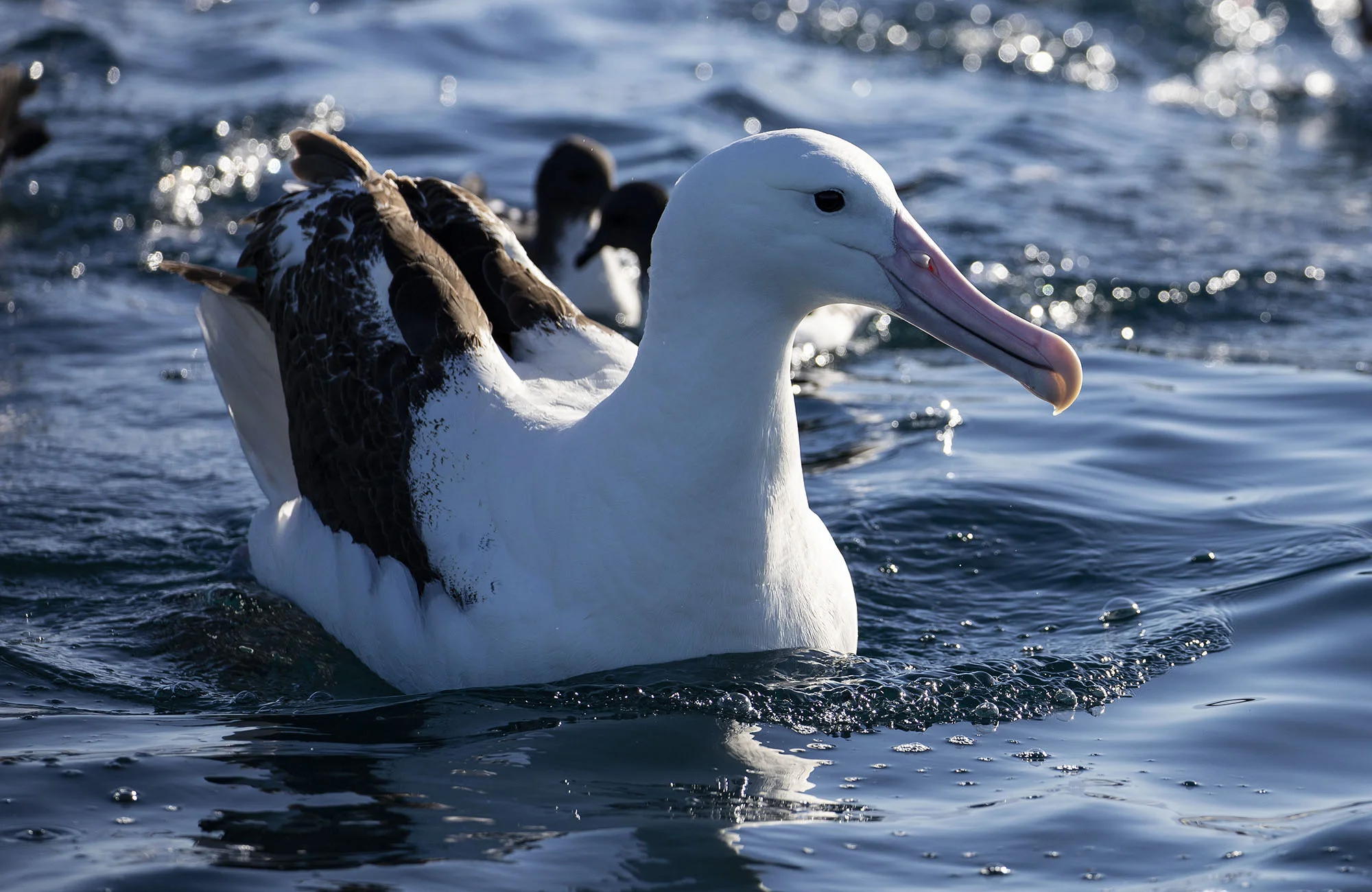 Southern Royal Albatross ALB019