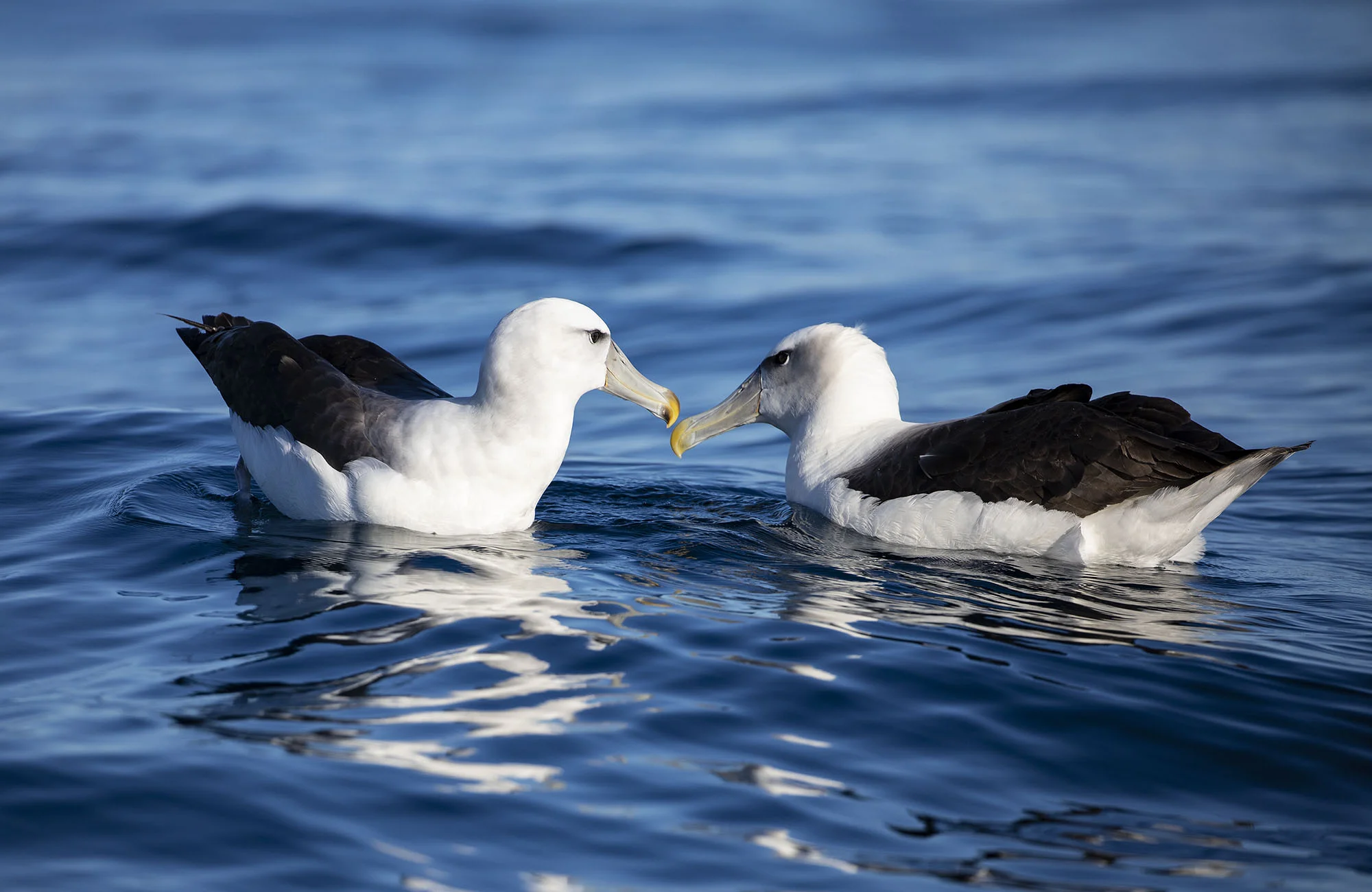White-capped Albatross Preening ALB020