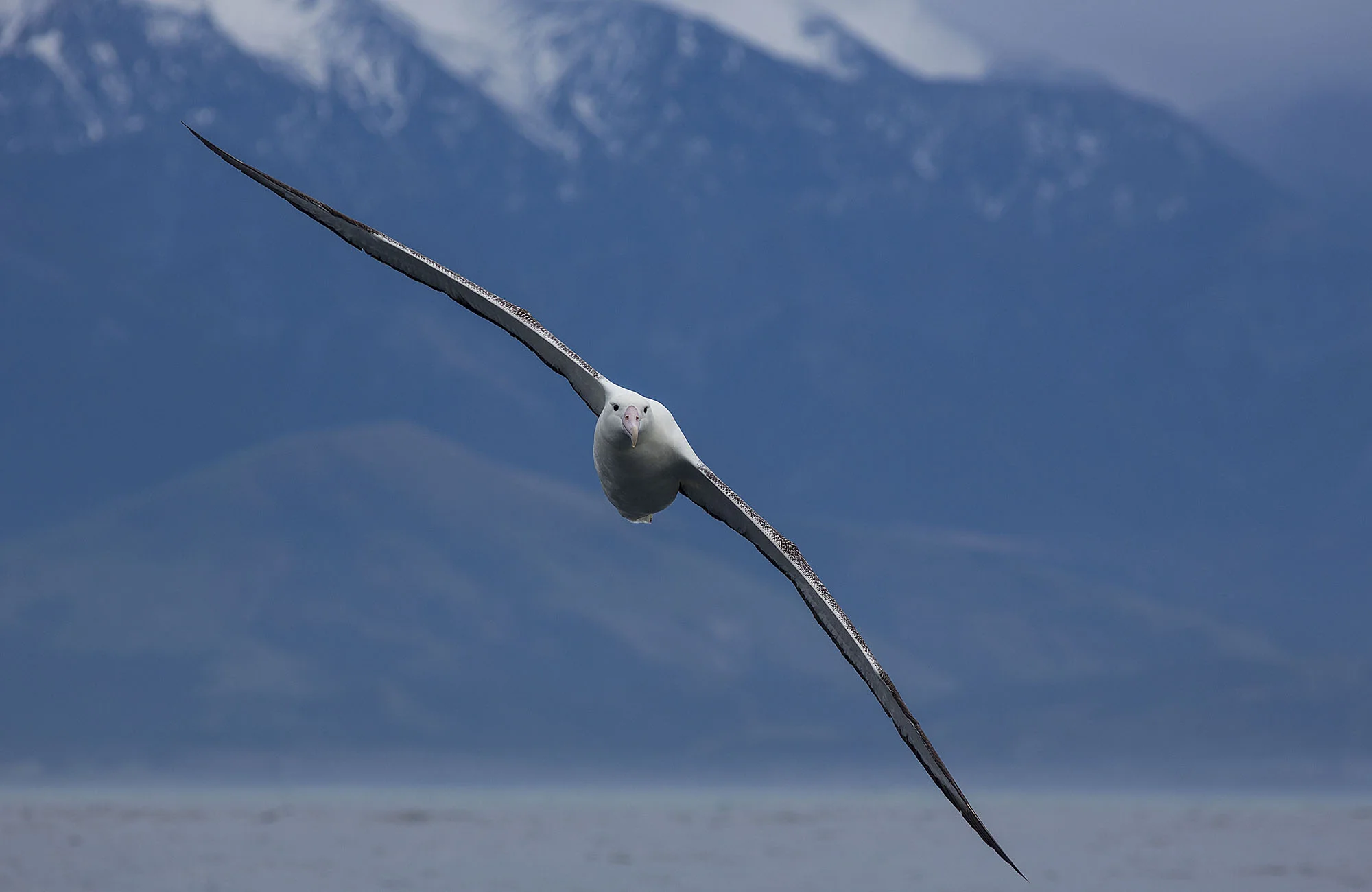 Wingspan ALB022