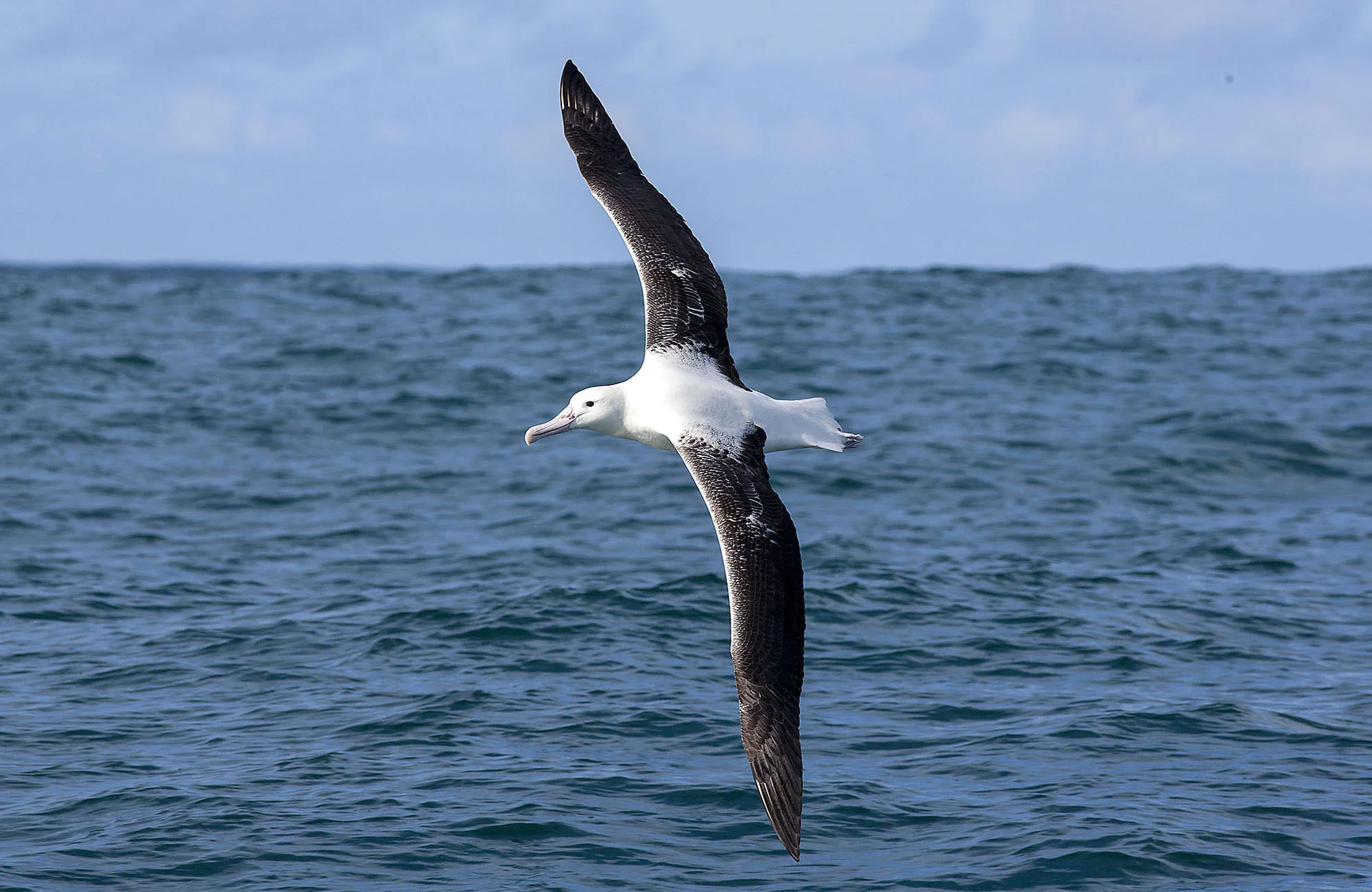 Northern Royal Albatross ALB024