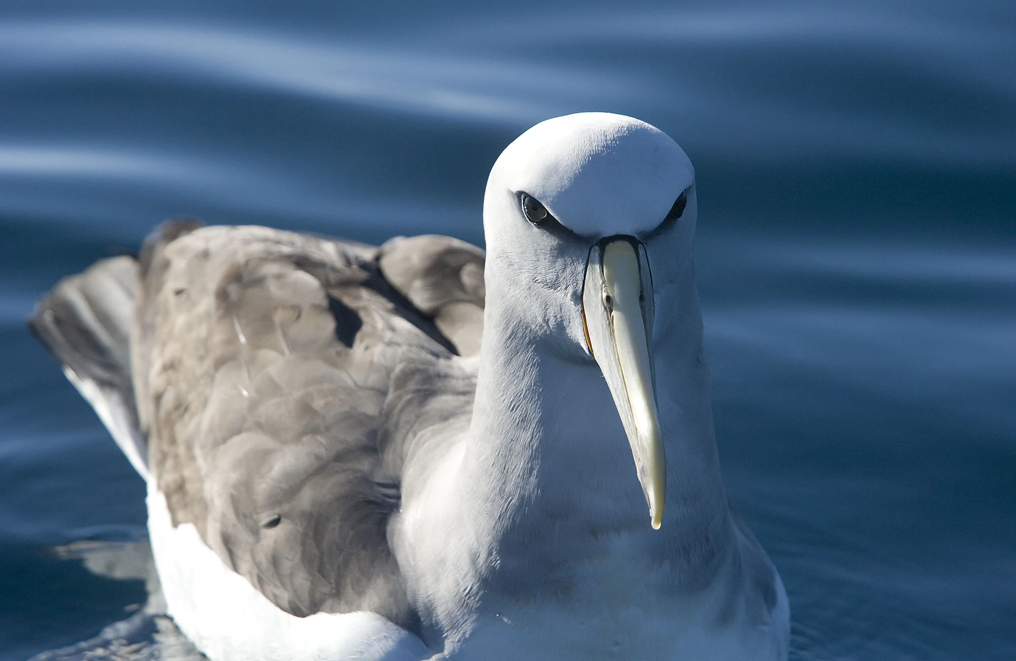 Salvin's Albatross ALB025