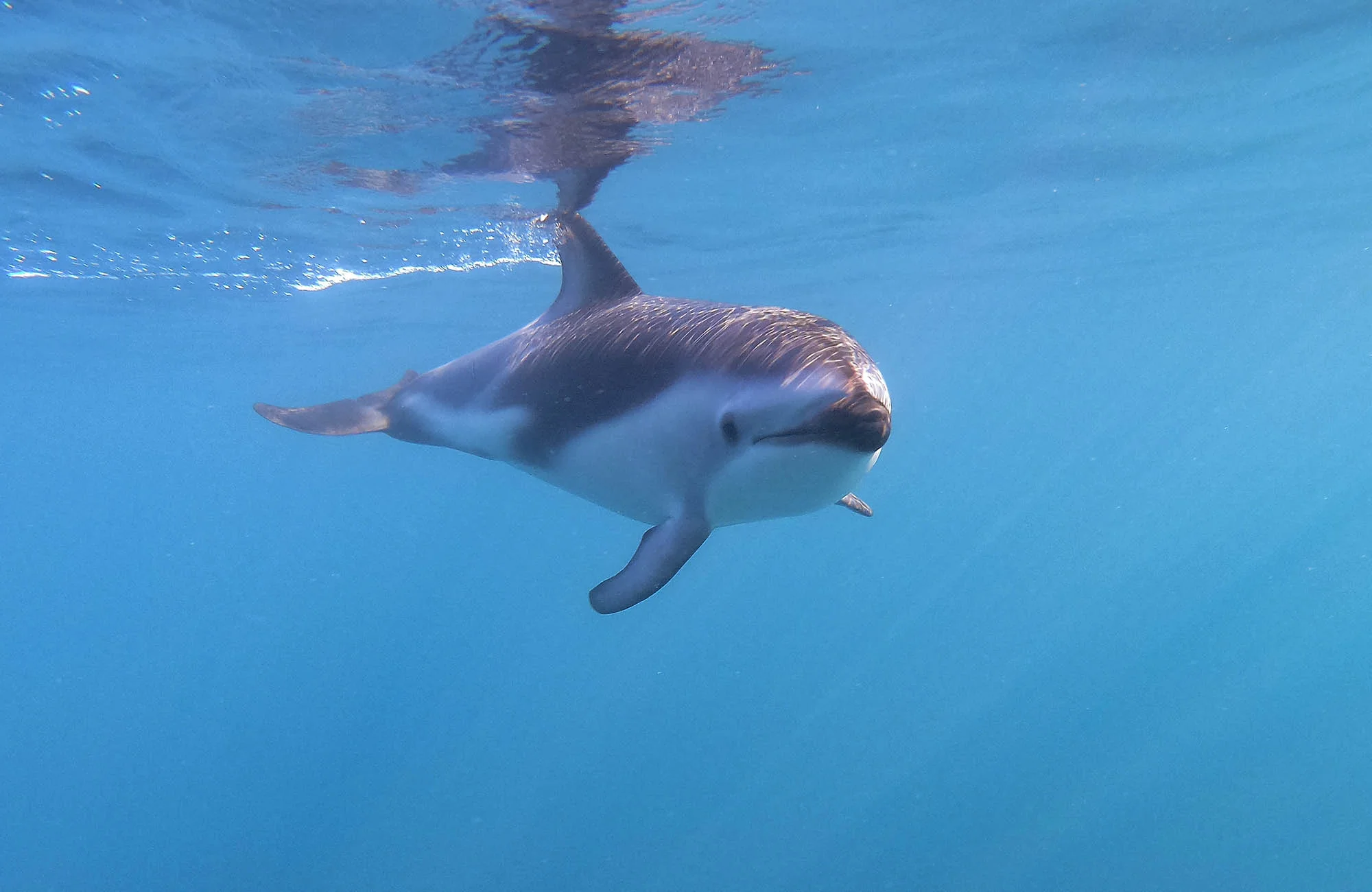 Dusky dolphin underwater DD018