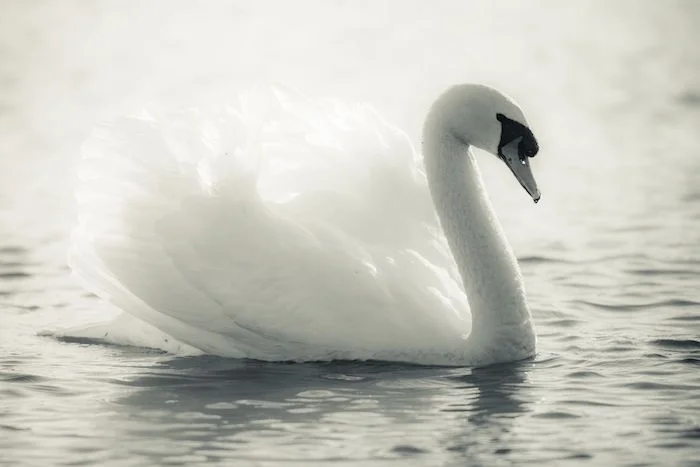 swan2.jpg