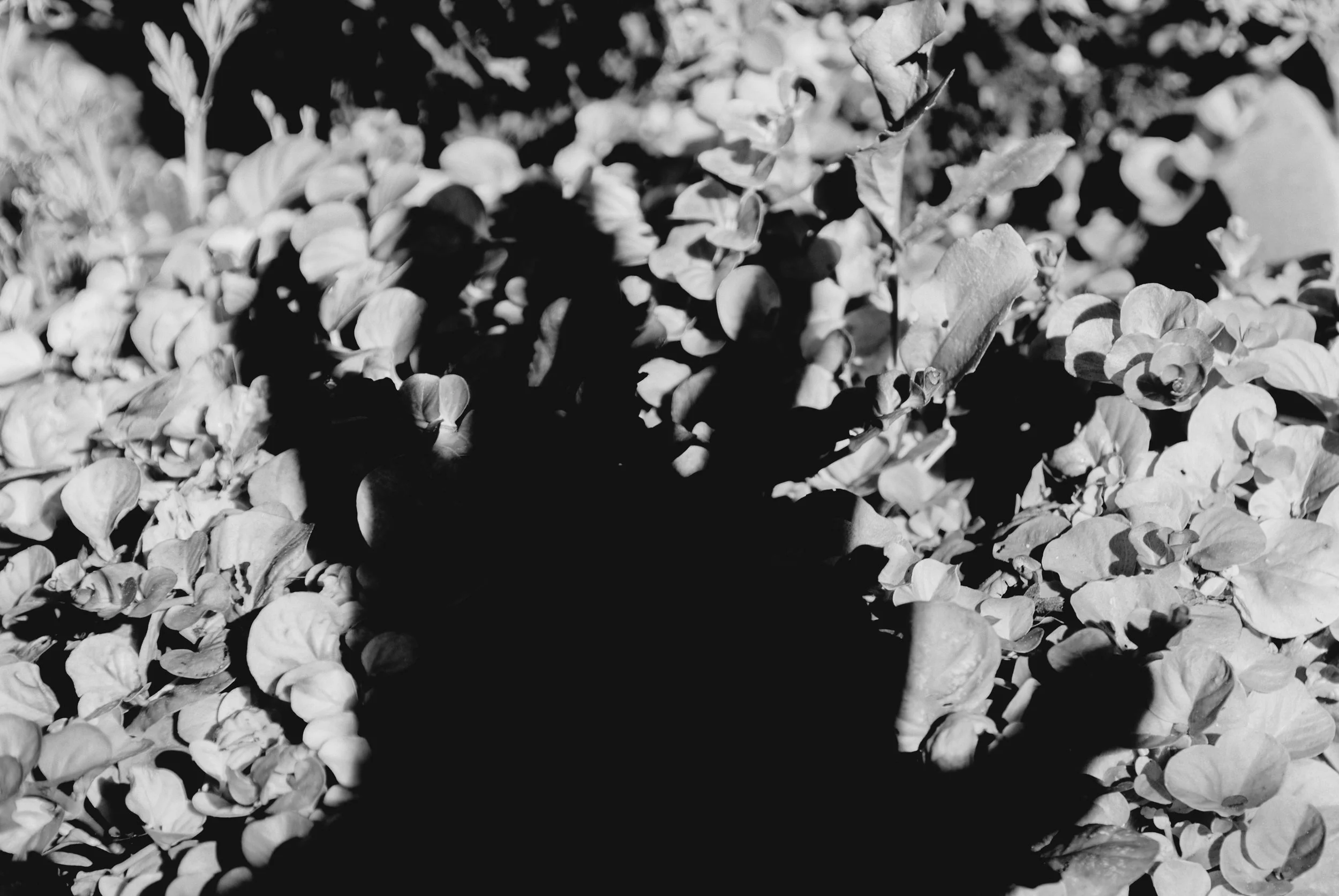DSCF49029.jpg