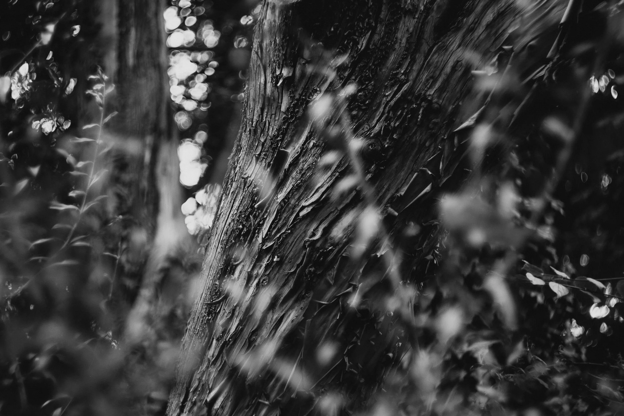DSCF1458_1.jpg