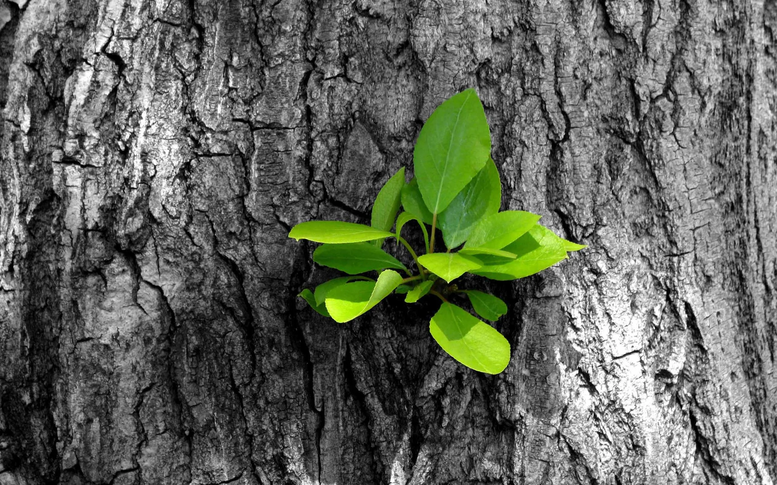 Innovation for Growth