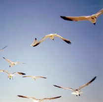 Steve Dalachinsky & Federico Ughi :: I Thought It Was The End Of The World