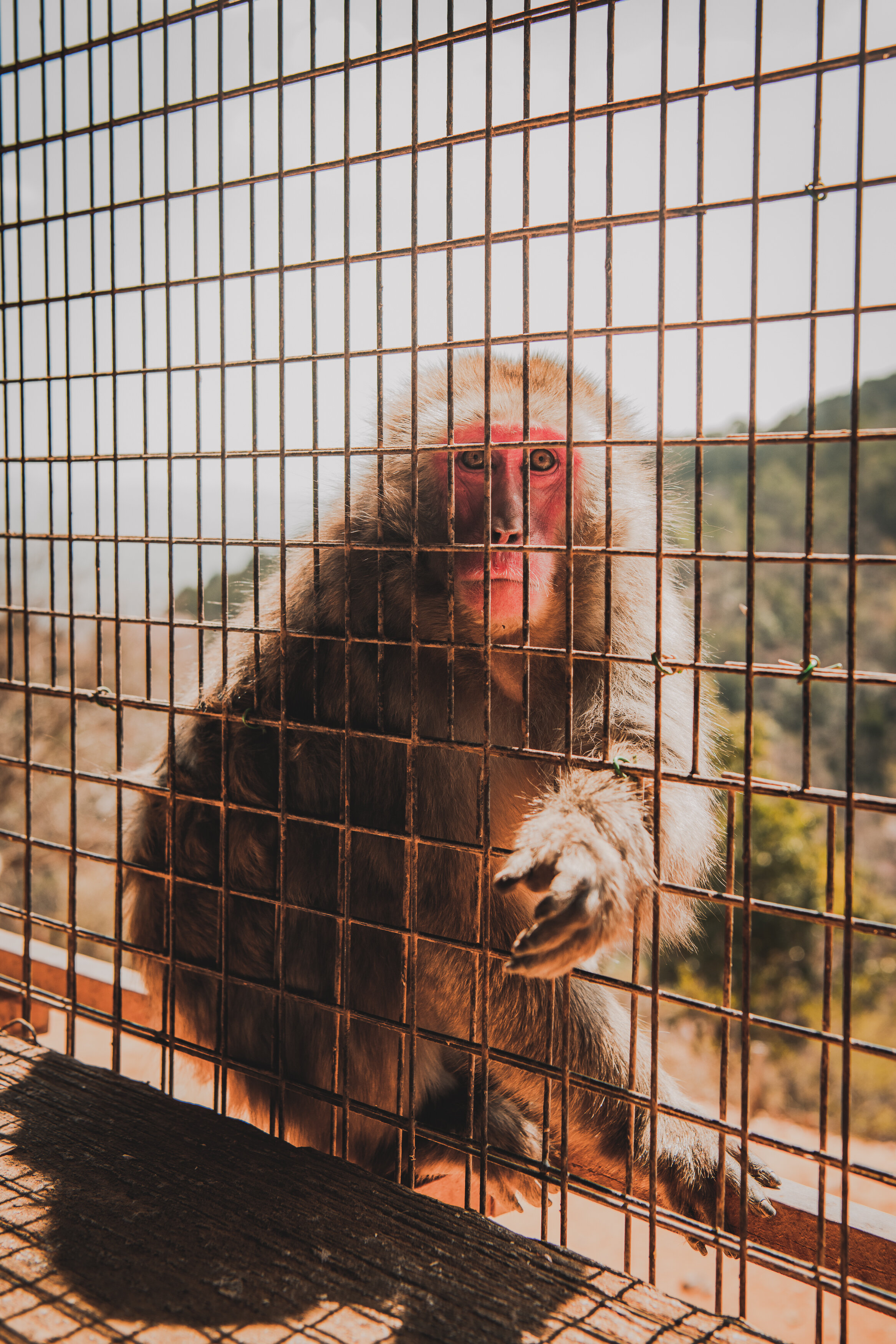 4-4-19 - Arashiyama - Judy Won -9957.jpg