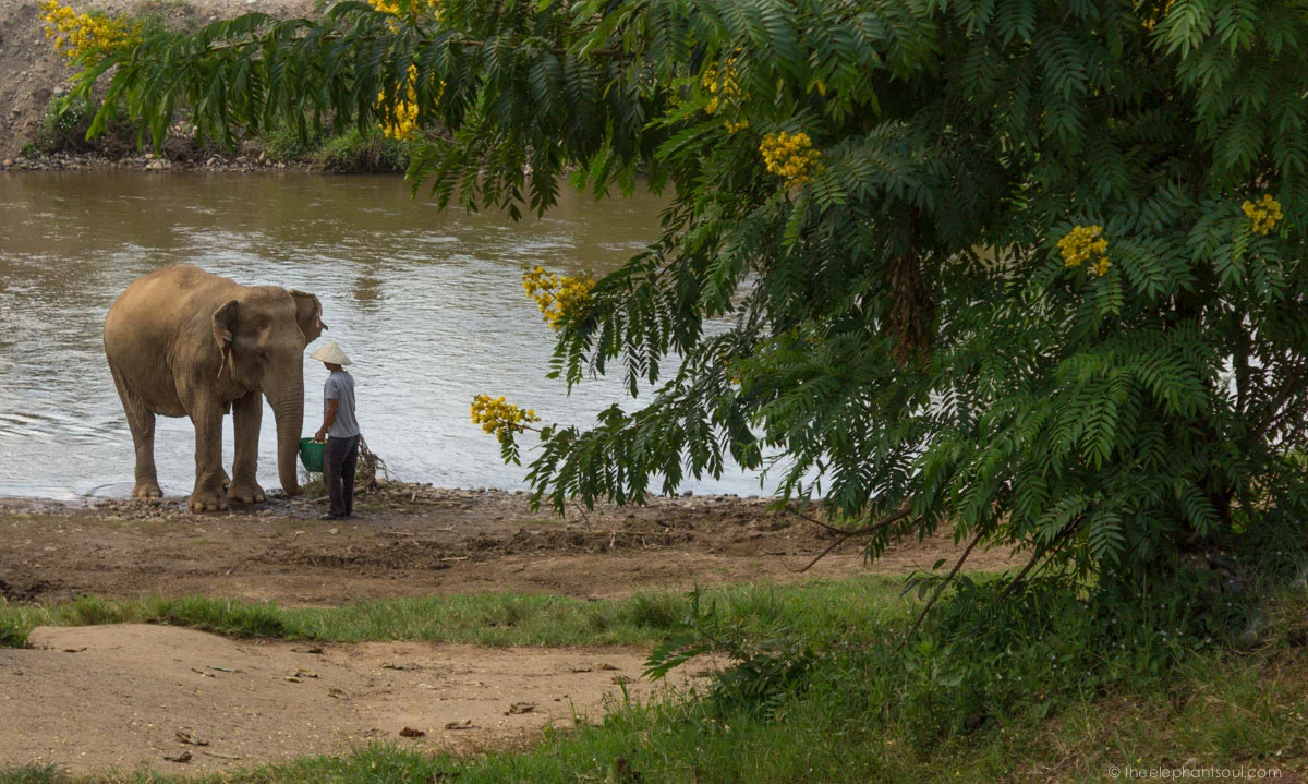 This beautiful moment was captured during the week I spent as a volunteer at the Elephant Nature Park in Chiangmai, Thailand. Thanks to them, former abused elephants can now thrive and live happily without chains or work at their sanctuary.