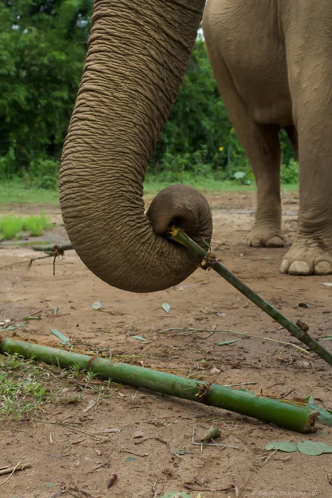 This beautiful elephant was snacking on fresh cut bamboo. She spends her days, together with her other elephant friends, grazing in the jungle, bathing in the river, resting under green trees and socializing. All this is possible thanks to Tiger Tops Elephant Camp, a visionary, award-winning eco-resort in the South of Nepal.