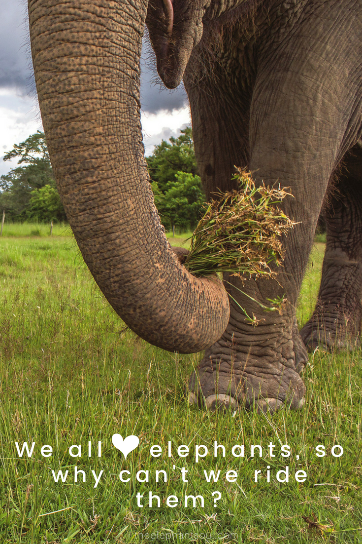 we_all_love_elephants_blog.png