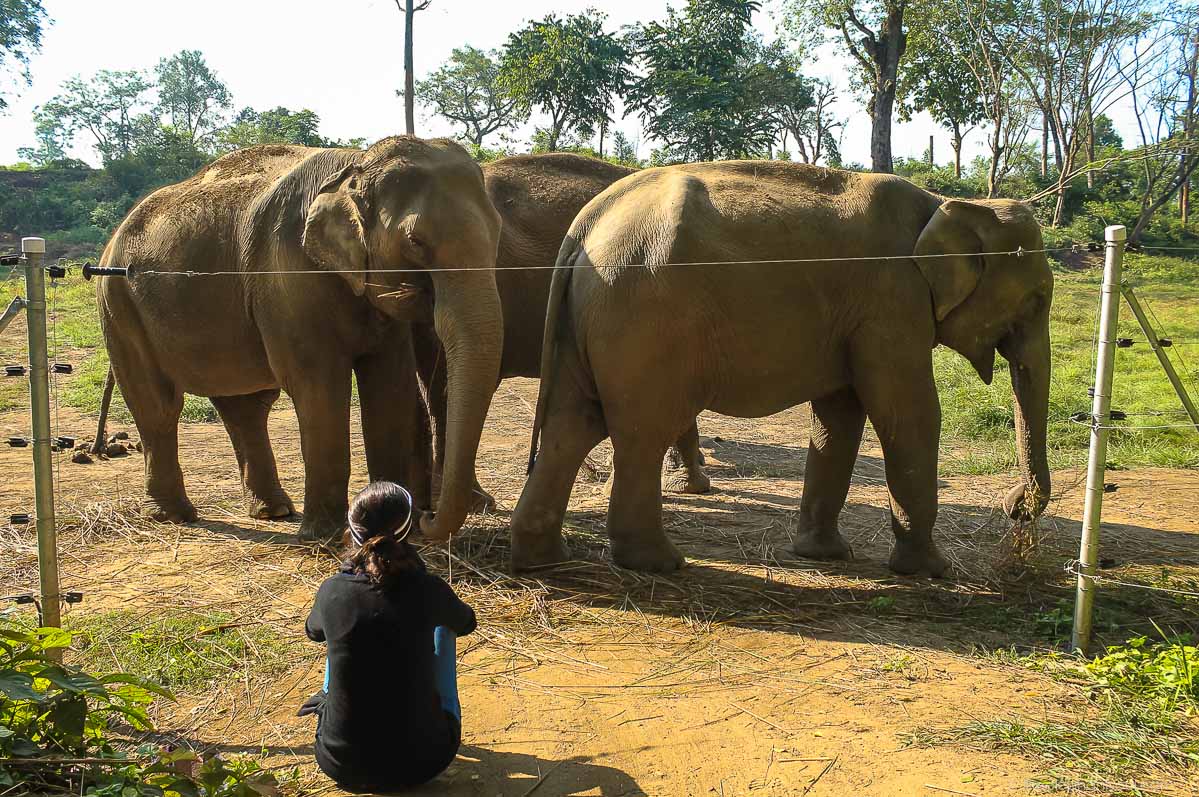 the_elephant_soul_cain_free_elephants_IMG_9668.jpg