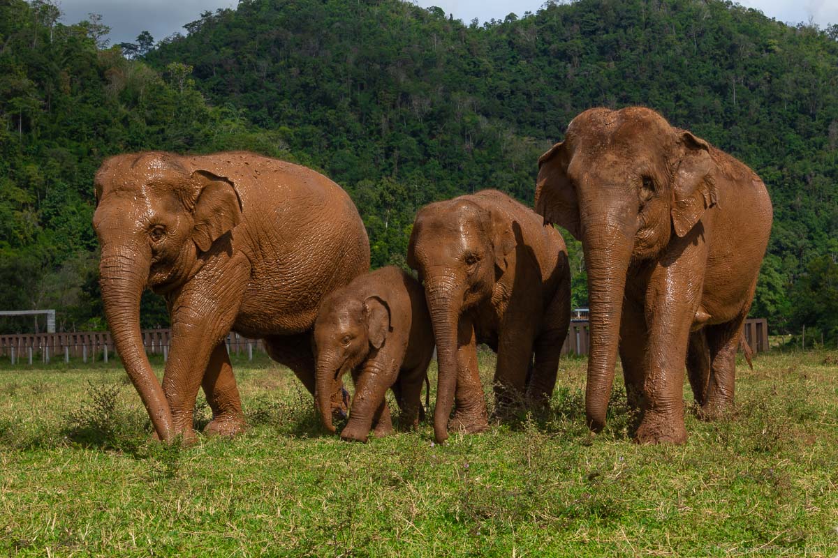 This is one of my favorite images of my time volunteering at the Elephant Nature Park . You can see how the elephants escort the little ones to protect them . That’s a clear example of devotion in action!