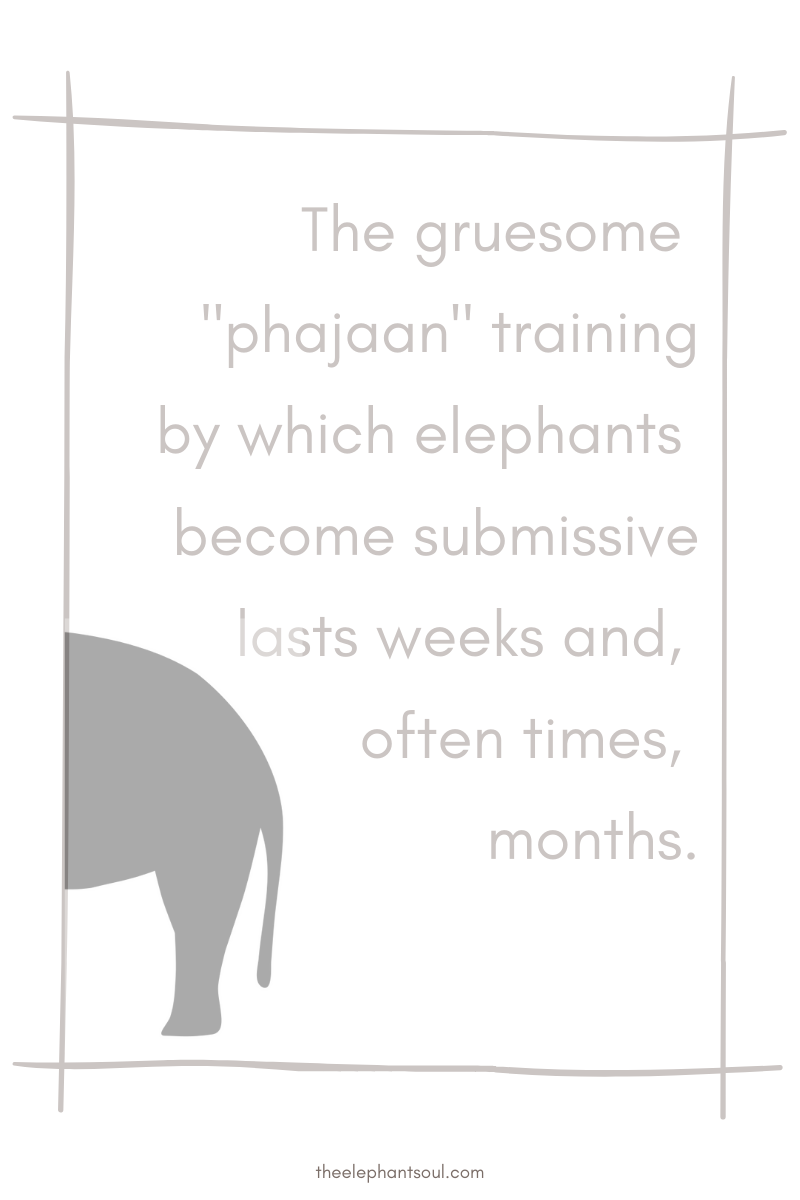 Phajaan is the abhorrent inhumane method used in Asia to train elephants - The Elephant Soul blog.png