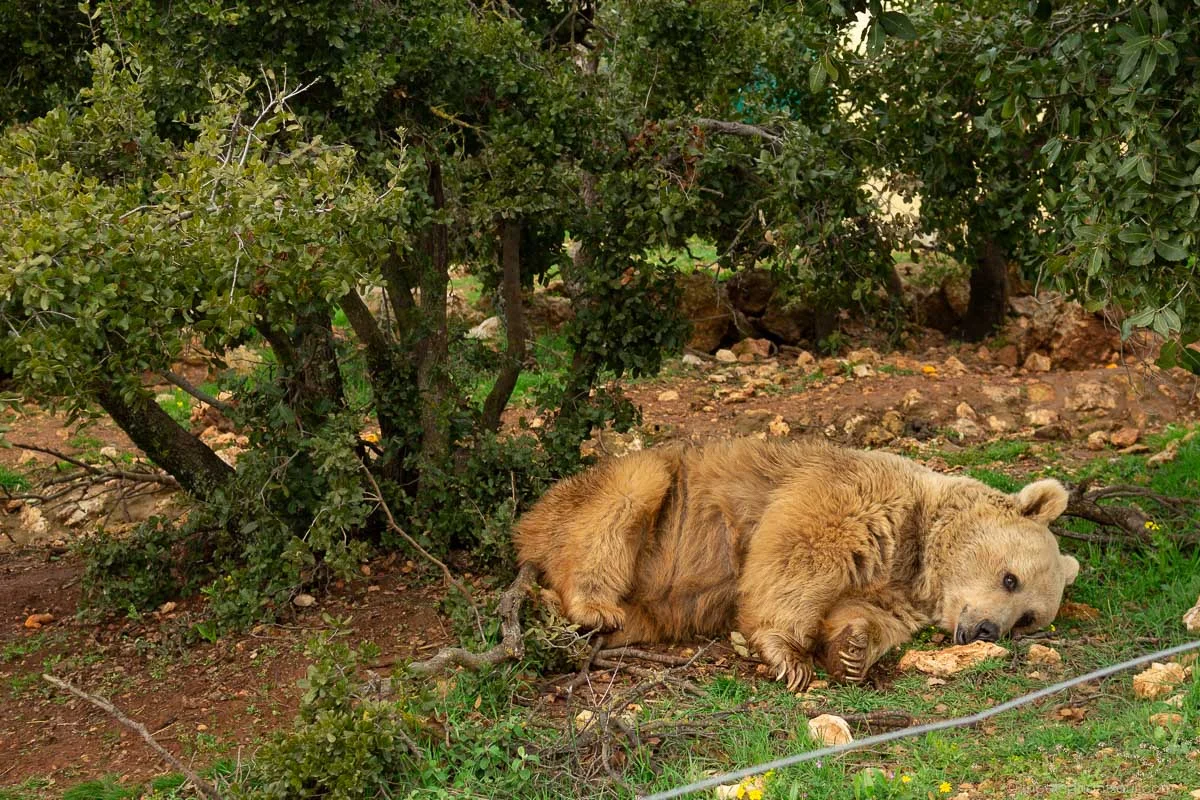 Aside from lions and tigers, Al Mawa for Nature and Wildlife is also home to two Syrian Brown Bears. This is Lula. She was rescued from a zoo in Iraq by Four Paws International. She loves napping under the trees.