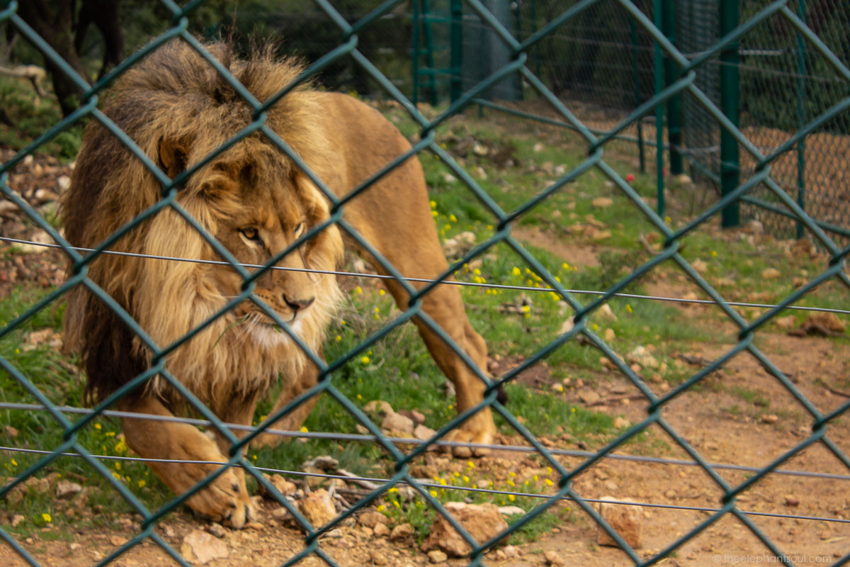 This is one of the lions rescued by Four Paws International who is now living at Al Mawa for Nature and Wildlife. This is a sanctuary in Jordan for animals formerly living in zoos, circuses and private homes around the Middle East.