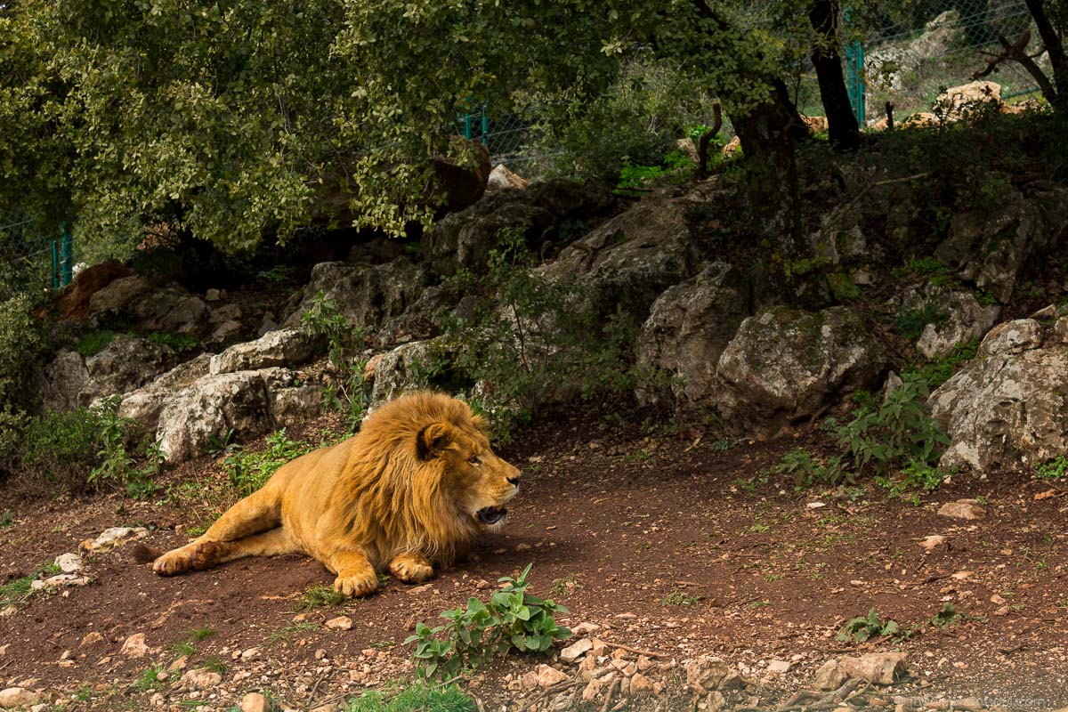 Animals of Jordan - This is the youngest lion brought to Al Mawa for Nature and Wildlife. He is five years old. Most of the animals here were brought in from zoos and circuses in war zones. They were rescued thanks to the help of Four Paws International and Al Mawa Jordan.