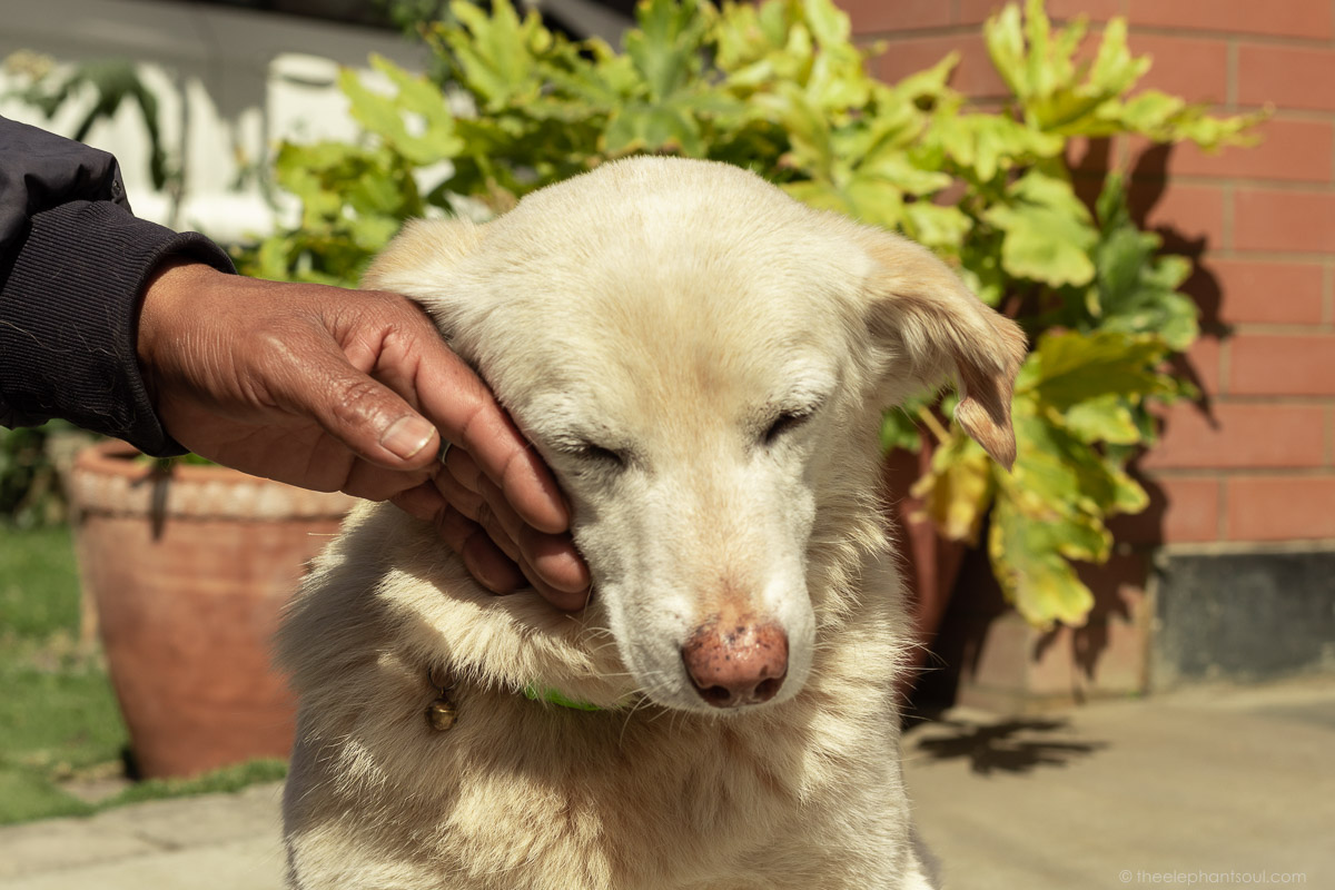 Buddy, my rescued Nepalese street dog.