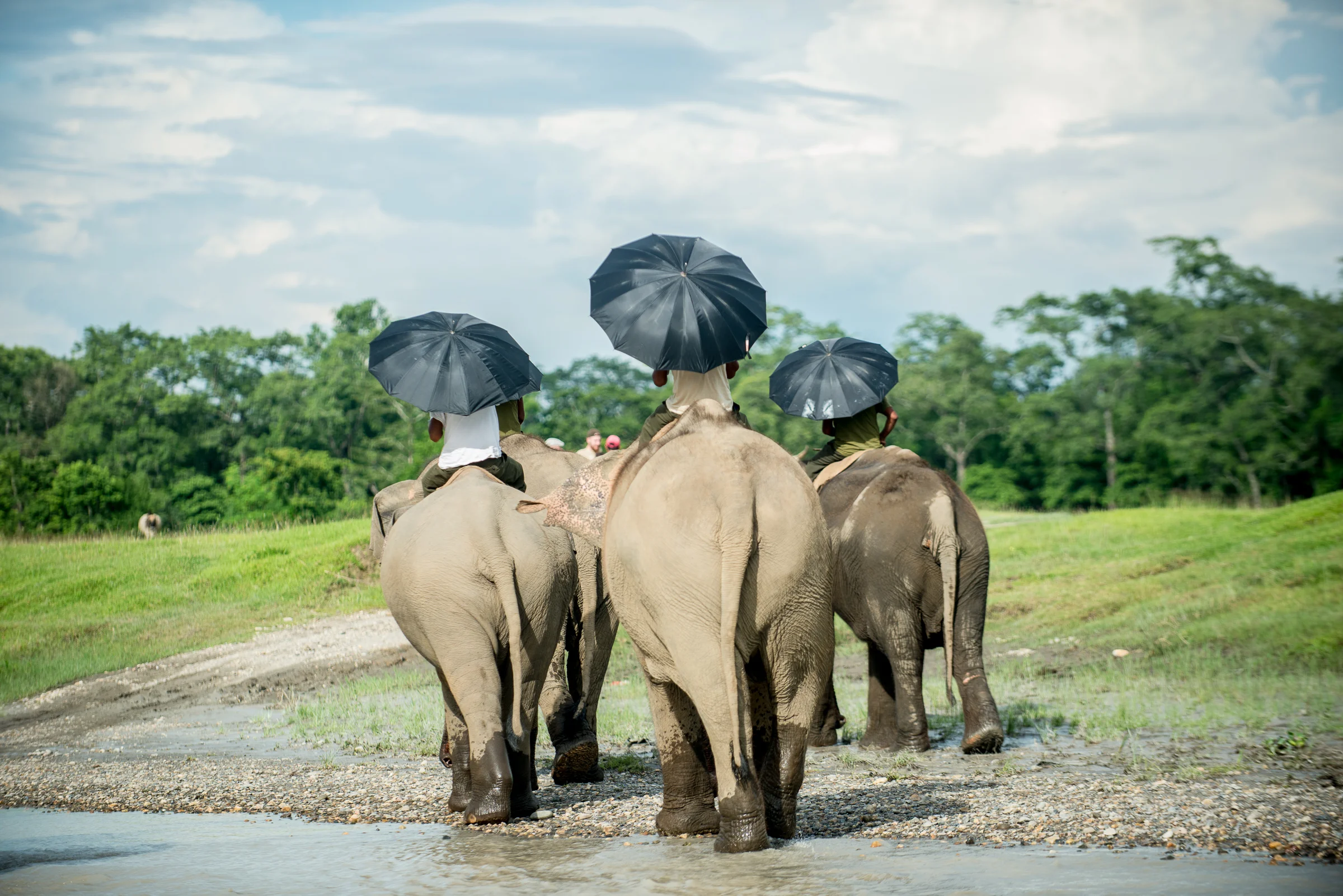 Tiger Tops Lodge in Nepal is the first lodge to allow their elephants to go chain free and eliminate the practice of elephant rides. Instead, they promote ethical tourism by setting up jungle walks with their elephants. To learn more about elephant conservation, visit http://elephantwatchnepal.com/ . Photo courtesy of © Crystaline Randazzo