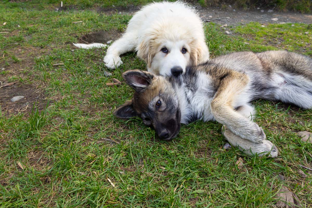 Meet Torby, a baby wolf that is being raised at Kisma Preserve in Maine, United States after being brought here by a breeder who didn't want her anymore. Torby's siblings are two Grand Pyrenees who are almost as young as her. Image: ©Diana from The Elephant Soul