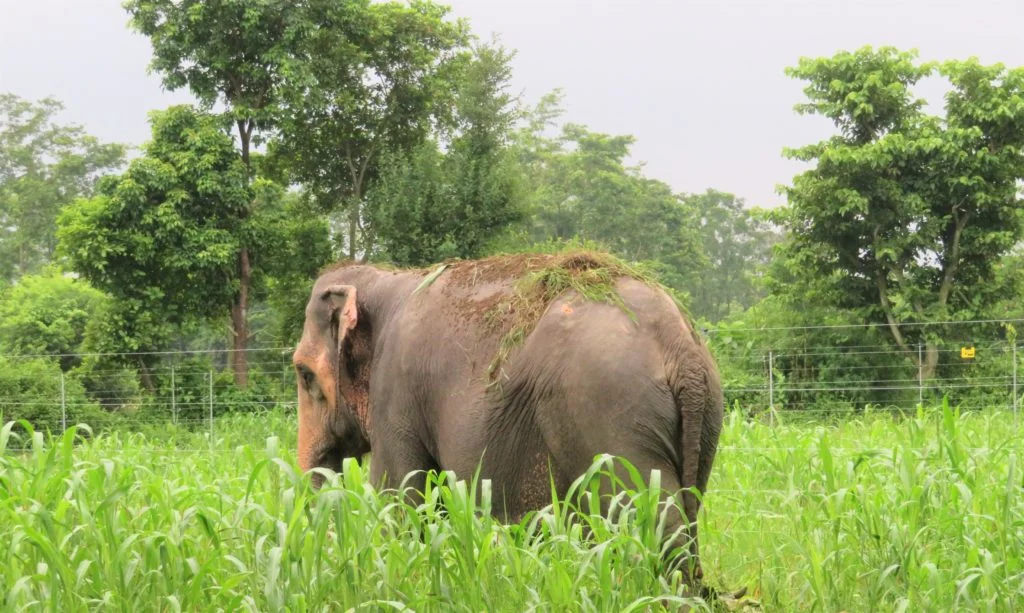 Photo of Lucky Kali, the first working elephant in Nepal to ever retire. Image © Association Moey
