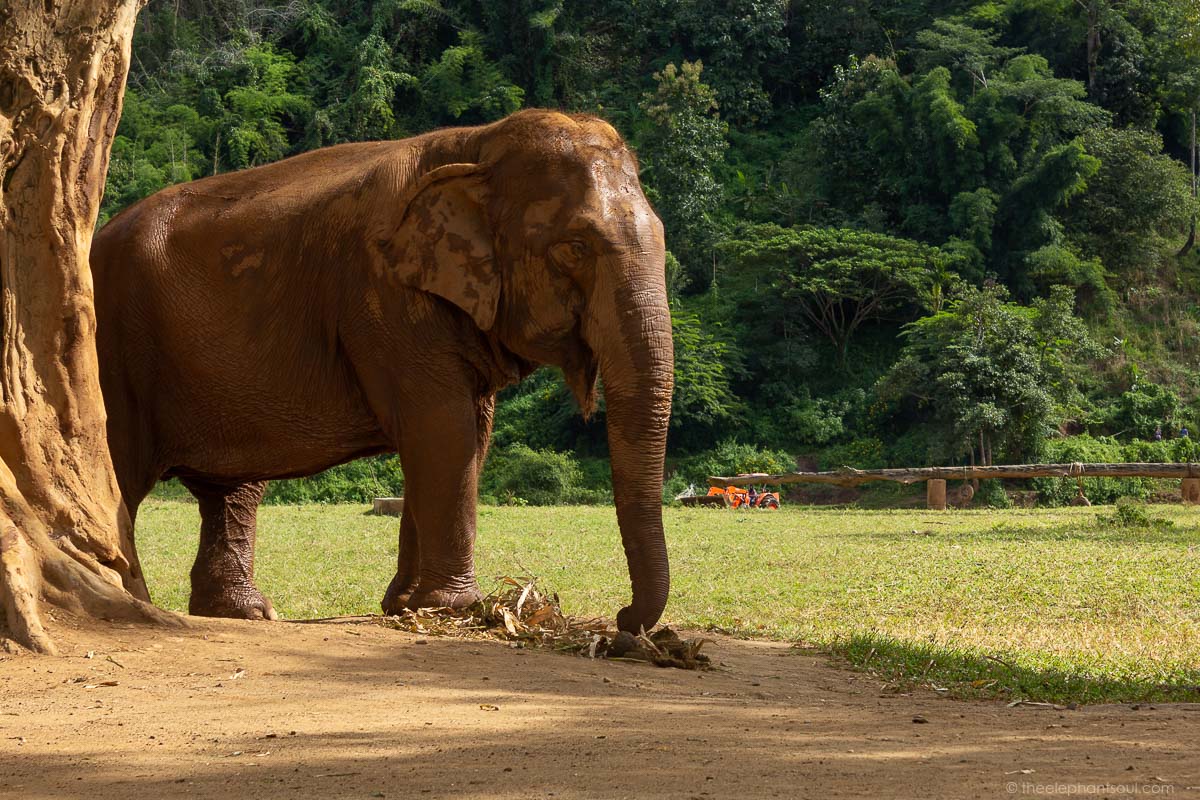 This is one of the elephants that was rescued from the tourist industry in Thailand. She lives together with other lucky elephants at the Elephant Nature Park in Chiangmai. I had the pleasure of meeting her during the week I volunteered there. Image © Diana, The Elephant Soul