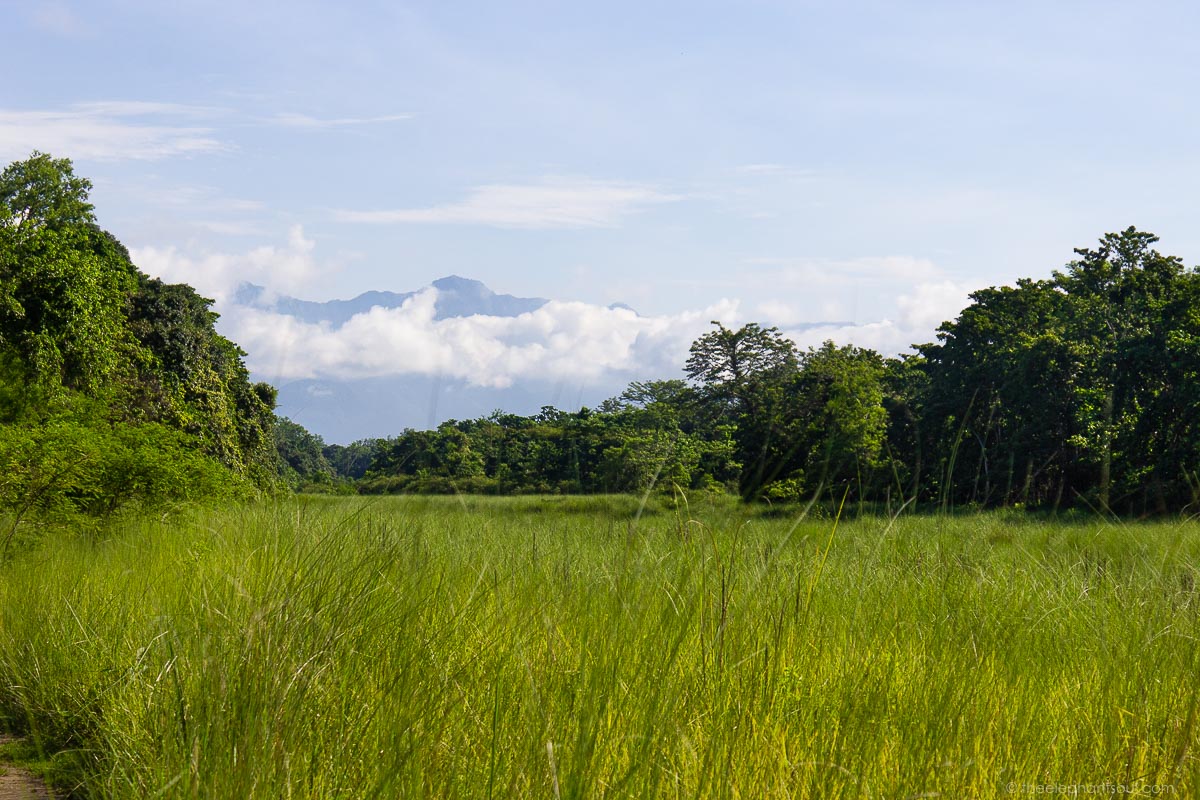 Beautiful morning walk in the buffer zone adjacent to Tiger Tops Elephant Camp . Walking with happy and healthy elephants was priceless! Image © Diana, The Elephant Soul