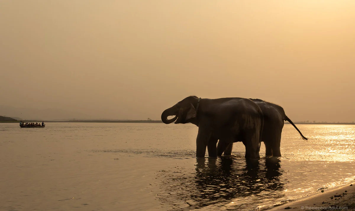 Beautiful sunset at Nepal's only elephant-friendly resort. Tiger Tops was established almost 50 years ago. During this time, many renowned researchers and celebrities have visited their lodge, including Jane Goodall, Leonardo DiCaprio, Prince Harry to mention a few. It is the only place that has stopped elephant rides and that does not keep its elephants chained. Image © Diana, The Elephant Soul