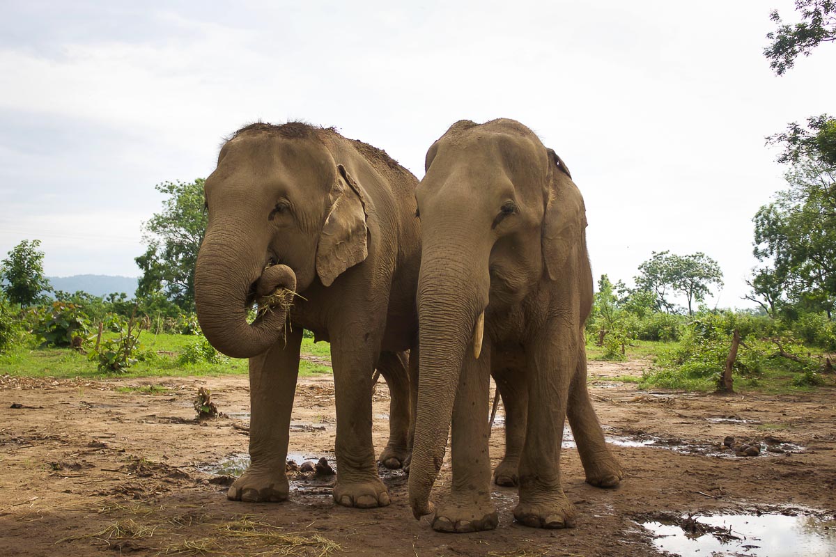You can still enjoy the presence of these wonderful beings without riding them or forcing them to engage in unnatural behaviors. Image © Diana, The Elephant Soul