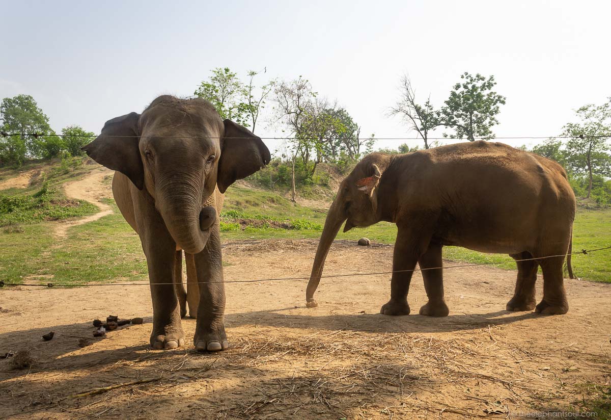 When ethical principles become the basis of our decisions, the tourist industry in Asia will have to yield and change their practices. Some have already done so! These happy elephants live their life in retirement at Nepal's only elephant-friendly resort. Image © Diana, The Elephant Soul