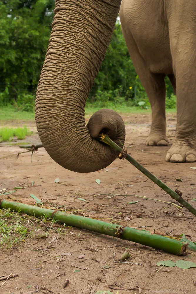 The elephants we all want to see are those who are not chained, sick or working for tourists. There’s a place where it is possible. Visit Tiger Tops Elephant Camp and see why they’re only ethical site in Nepal approved by the World Animal Protection . Image © Diana, The Elephant Soul