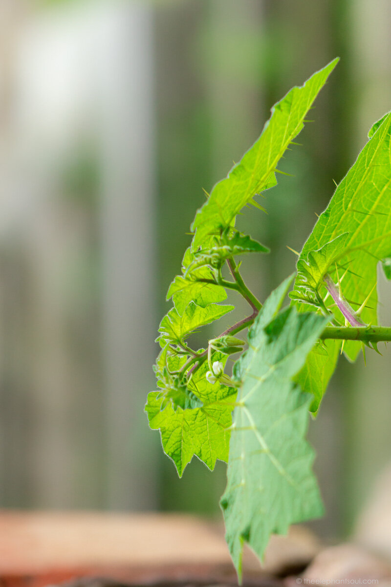 These leaves were growing outside one of the small temples in the holly pilgrimage site of Pashupatinath in Kathmandu, Nepal. Image © Diana - The Elephant Soul