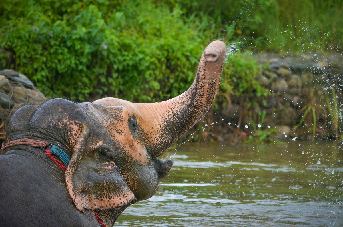 Nepal’s luckiest elephant, Lucky Kali, taking a bath in the river in Sauraha, Chitwan. © Image: Lena Quénard