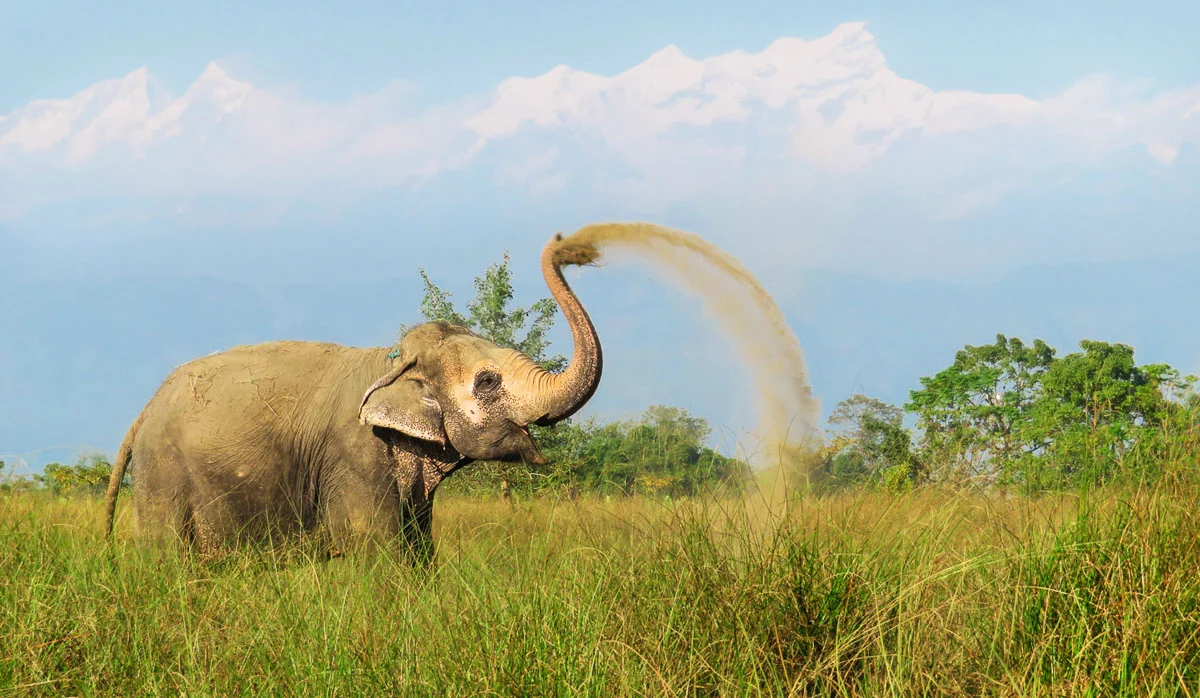 Rescued elephant Lucky Kali taking a dust bath with the Himalayas in the back. © Image: Lena Quénard