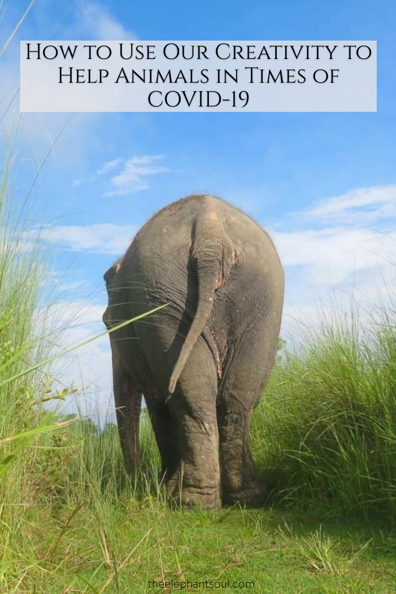 How to Use Our Creativity to Help Animals in Times of COVID-19 — The  Elephant Soul