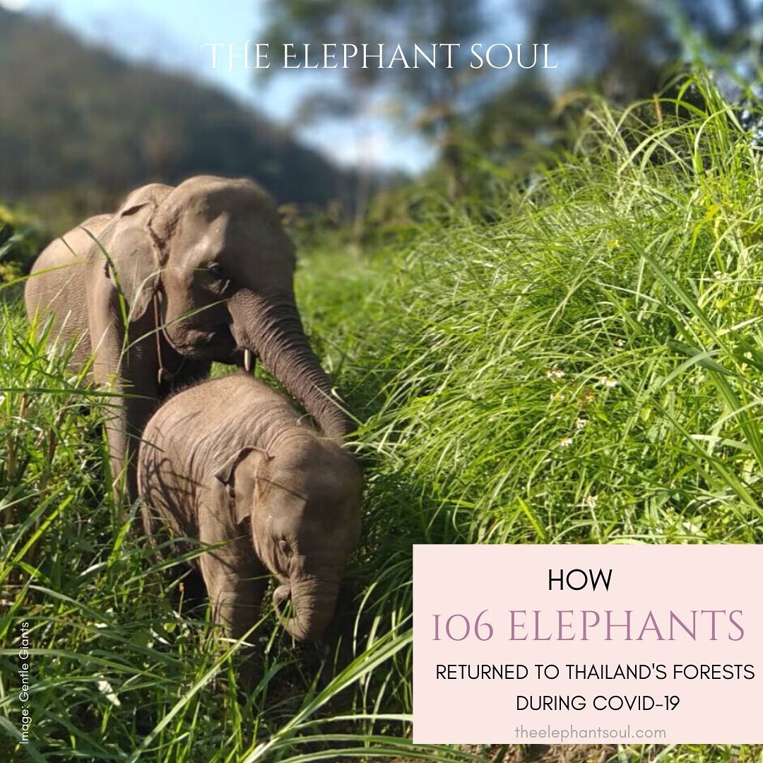Ready to end the year on a positive note? This blog post will warm your heart and give you hope for 2021.

The two founders of the wonderful nonprofit @gentlegiantsstayhome have helped 106 elephants (and counting) stay in Thailand&rsquo;s forests  un