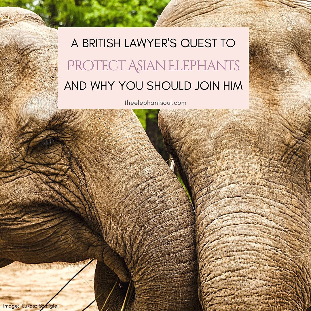 Over 1M people have signed his petition to end the horrific treatment of Asian elephants. Join Duncan McNair and @stae_elephants today by signing and sharing their campaign to urge the British parliament to change the laws to protect these gentle sou