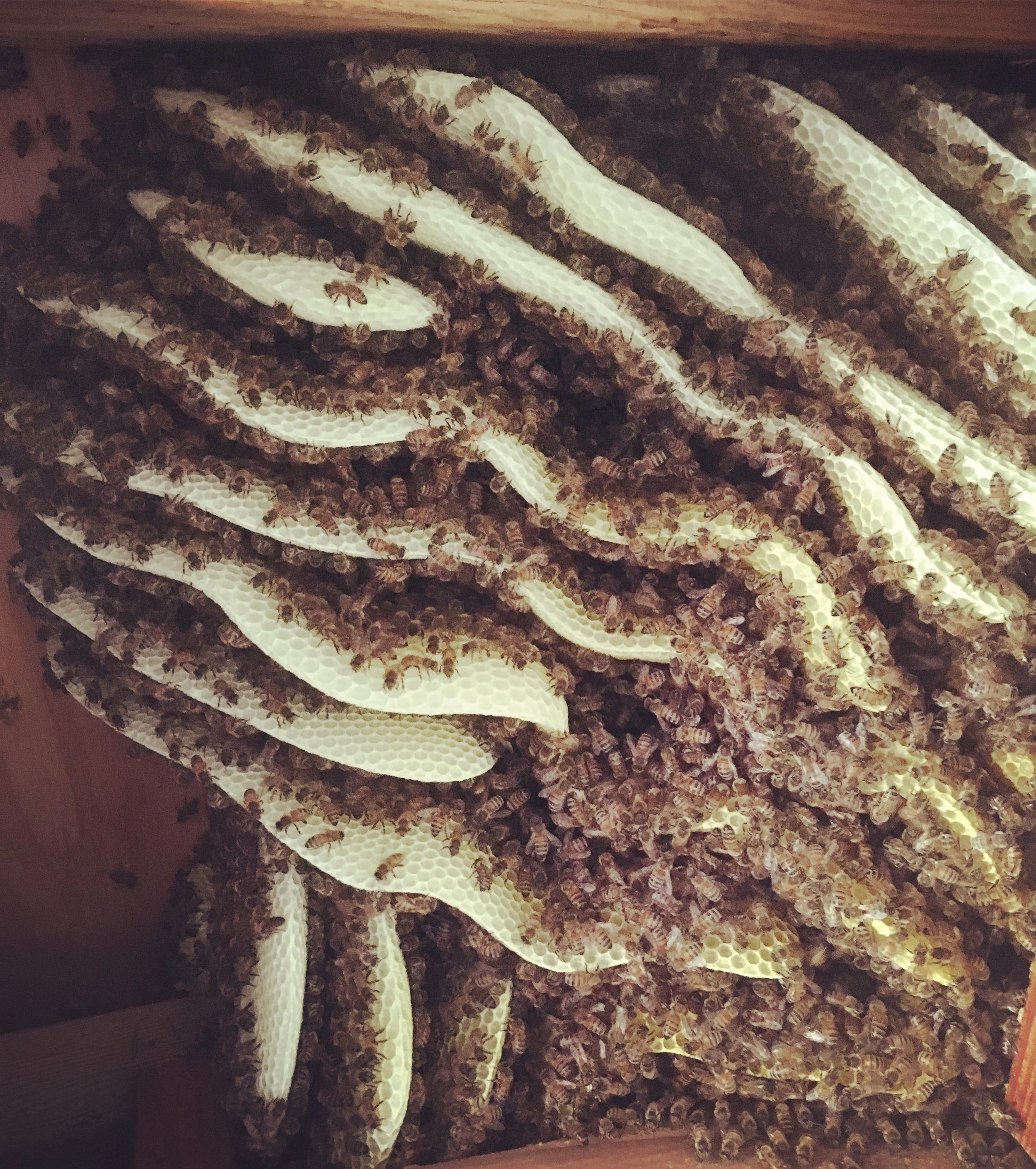 A large established honey bee colony can contain up to 60,000 bees. 