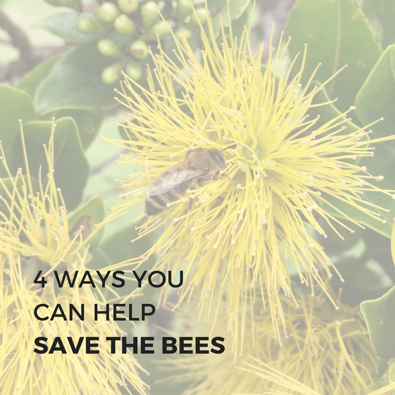 The Buzz About Bees