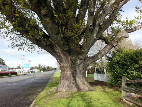 Greytown notable tree.jpg