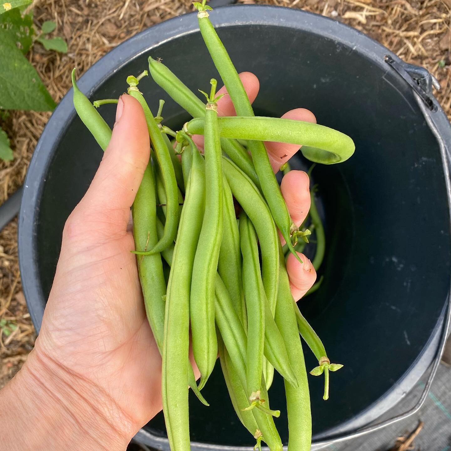 &ldquo;The BEST beans we&rsquo;ve ever had! Didn&rsquo;t even make it to the dinner table, we had eaten them all before we even got to cook them! Gotta get heaps more next week&rdquo;

Just another message we got from one of our customers this week, 
