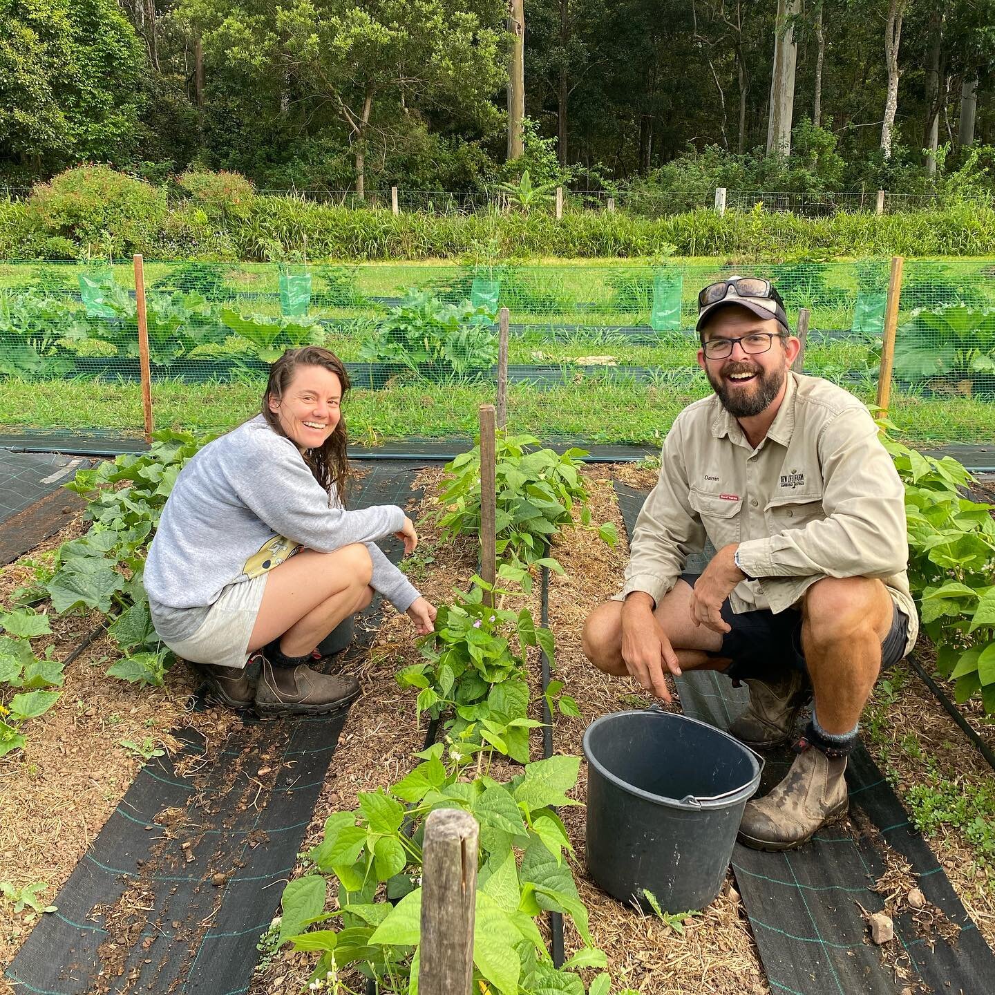 Summer beans are here!
We weren&rsquo;t sure how they were going to go with some slug pressure early on but they&rsquo;ve crept up on us and they&rsquo;re pumping with tasty green beans!
Keep an eye out, we&rsquo;ll be harvesting for the shop next we