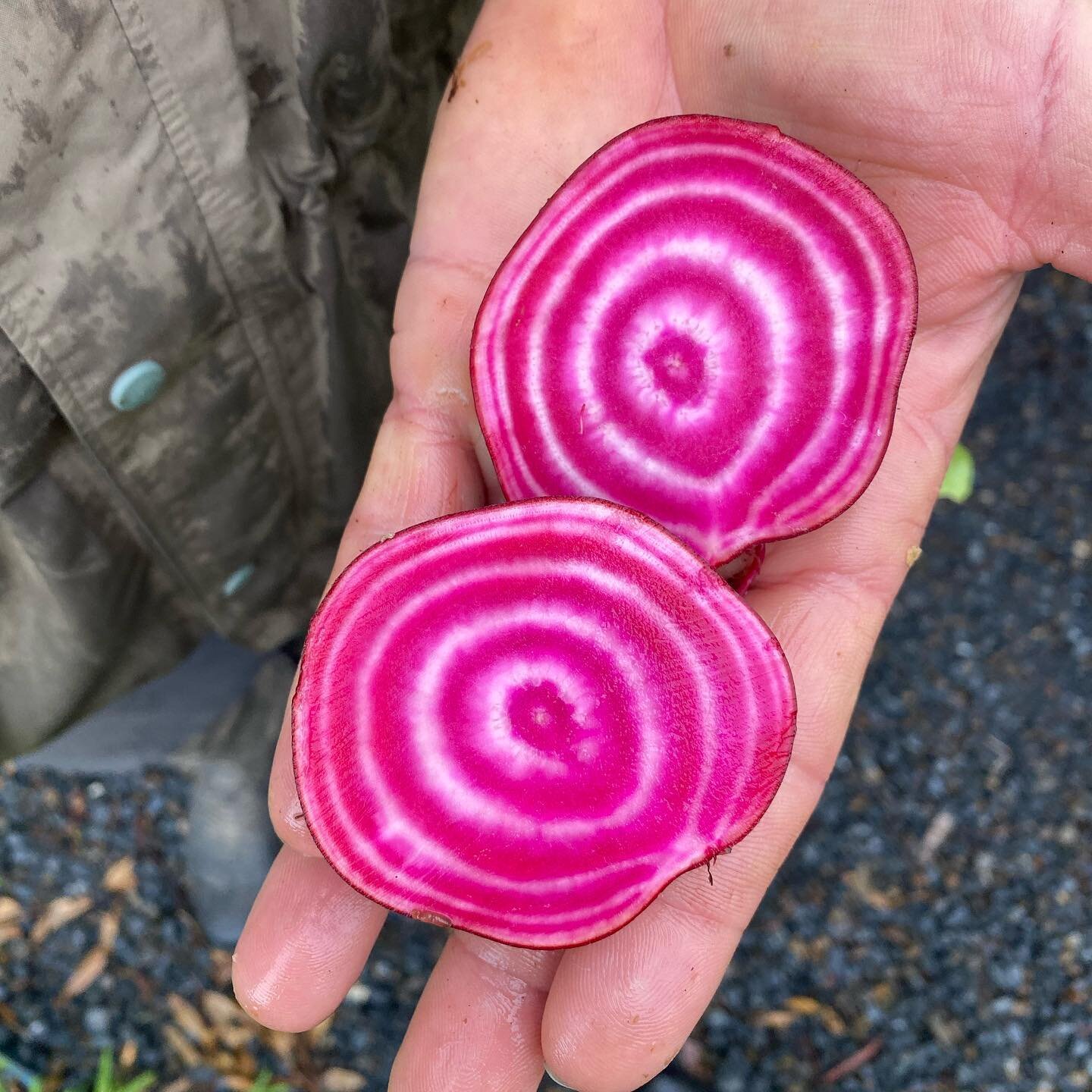 Seriously good looking produce 😍 
Fill your (online) cart with so many farm fresh goodies this week along with some special treats from our friends at @fungiandfriends.farm with their oyster mushrooms, @yamstickfarm eggs, @mountcorambaorganics garli