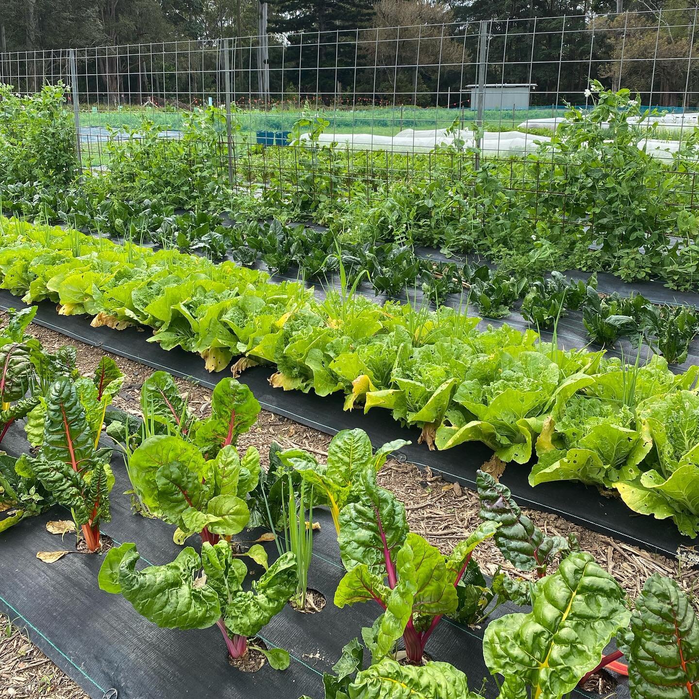 Spring is here and doesn&rsquo;t the garden know it 😍
You don&rsquo;t wanna miss out on all the yummy goodies we have available at the moment including lots of kale bunches, silverbeet, all salads and lettuce, spring onion, English spinach, chicory 