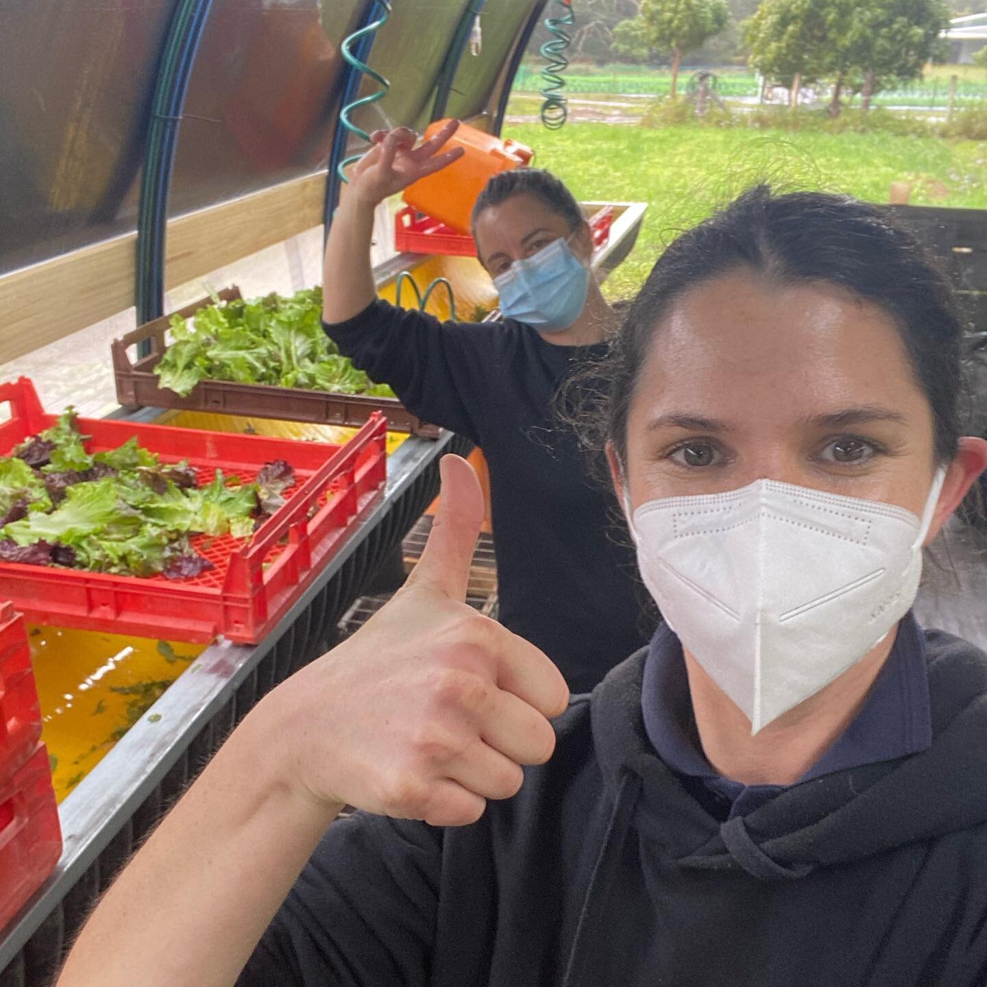 Shout out to these two stars Katie and Al who this week managed a normally 4 person harvest morning, just the 2 of them, AND it happened to be the largest harvest since the farm reopened!
The hustle was on, with a high intensity pace for 4 hours stra